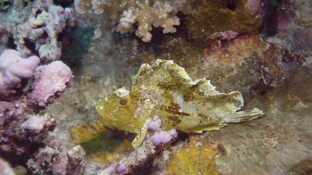beautiful rare leaf fish on there reef in maldives