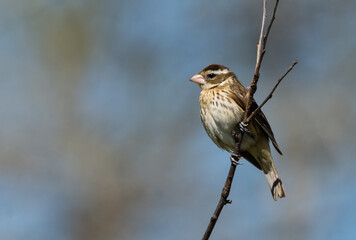 Mid Winter Female Grosbeak