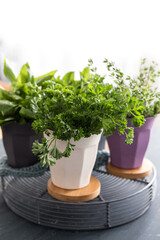 Three pots with aromatic plants on a cooling rack. The parsley one has the main focus.