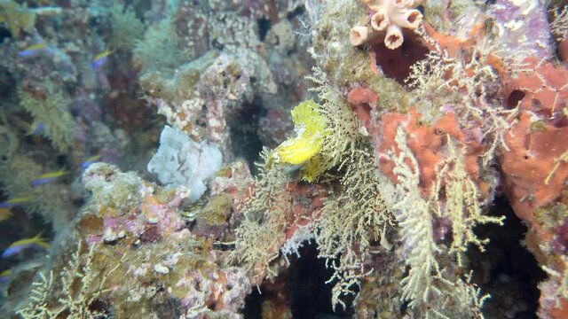 beautiful rare leaf fish on there reef in maldives