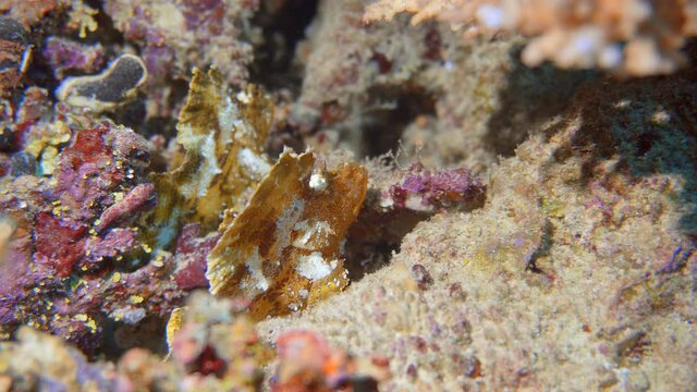 beautiful rare leaf fish on there reef in maldives
