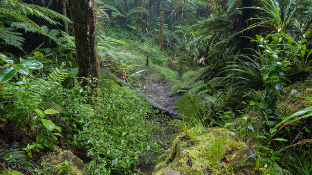 path in the humid tropical jungle