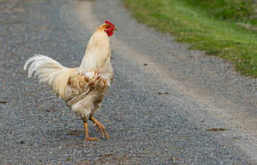 Why Did the Chicken...