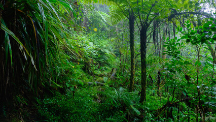 Obraz na płótnie Canvas lush, fern and creepers in the humid tropical jungle
