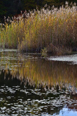 池に生えている紅葉した植物と水面の反射