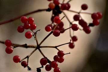 ナナカマドの実
