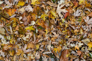 autumnal wet brown and yellow leaves. Background and texture.