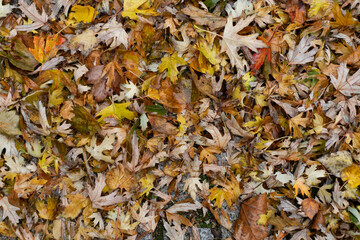 autumnal wet brown and yellow leaves. Background and texture.