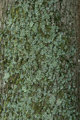 Close up of old tree  texture in the forest, highly detailed