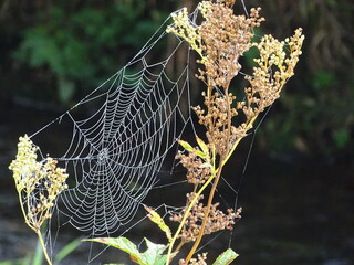Spinnennetz an einem Herbstmorgen an einem Bachlauf