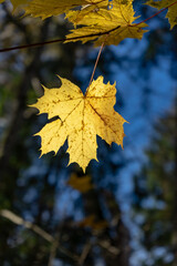 lonely yellow maple leaf