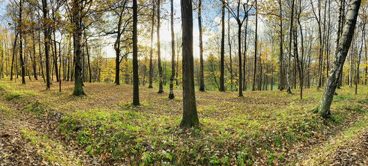 Panorama of first days of autumn in a park, long shadows, blue sky, Buds of trees, Trunks of birches, sunny day, path in the woods, yellow leafs