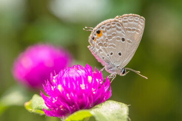 the butterfly perched on tree