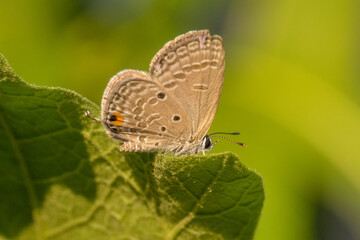 the butterfly perched on tree