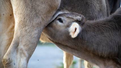 Close up of Baby Calf Drinking Mothers Milk.