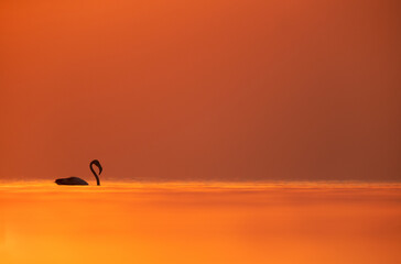 Fototapeta na wymiar Greater Flamingo and dramatic hues during sunrise at Asker coast, Bahrain