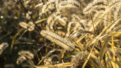 황금빛으로 빛나고있는 강아지풀