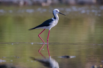 Black winged Stilt Himantopus leucocephalus