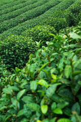 Fototapeta na wymiar the green tea trees in row
