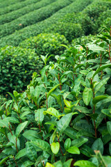 Fototapeta na wymiar the green tea trees in row