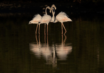 Greater Flamingos with dramatic reflection on water at Tubli bay in the morning, Bahrain