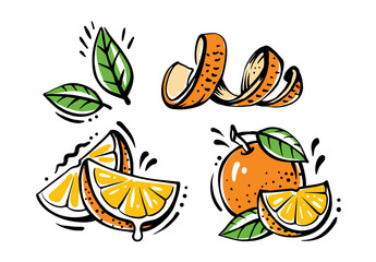 set of orange fruits on white background