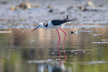 Black winged Stilt Himantopus leucocephalus