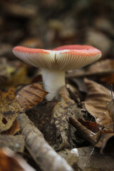 Non-edible mushrooms in a forest