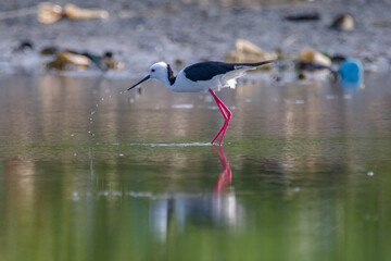 Black winged Stilt Himantopus leucocephalus