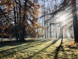 autumn in the park