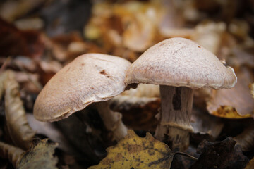 Non-edible mushrooms in a forest