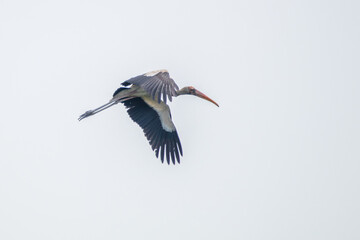 Milk stork flying in the sky