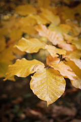 Autumn forest. Yellow leaves close up.
