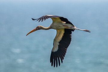 Milk stork flying in the sky