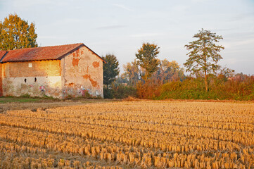 Fototapeta na wymiar Risaie e colori d'autunno a sud di Milano - Basiglio 