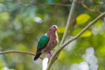 Emerald Dove bird on a tree
