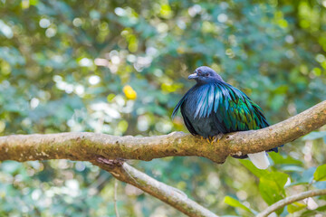 Nicobar pigeon bird on a tree branch