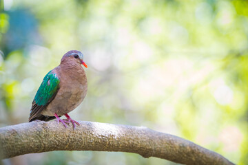 Emerald Dove bird on a tree