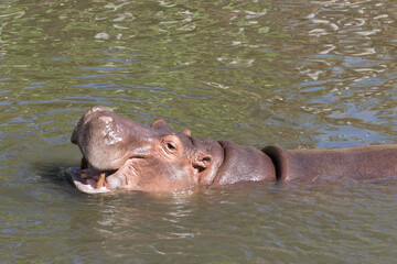 Hippopotamus (Hippopotamus amphibius) in water