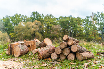 Pile of Firewood Lying on the Ground.