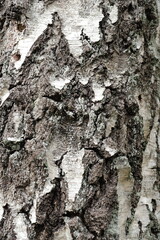 Close up of old tree  texture in the forest, highly detailed