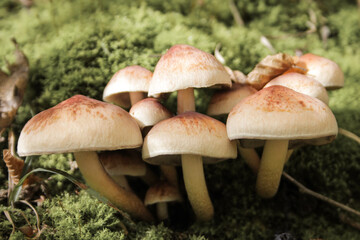 Non-edible mushrooms in a forest