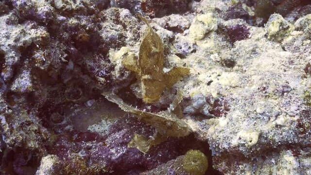 beautiful rare leaf fish on there reef in maldives