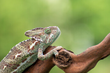 Veiled chameleon on tree branch (Chamaeleo calyptratus)