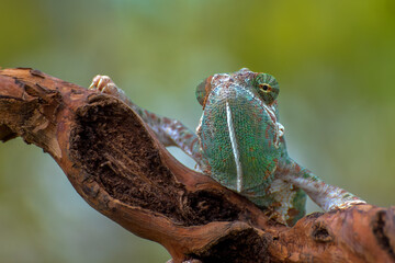 Veiled chameleon on tree branch (Chamaeleo calyptratus)