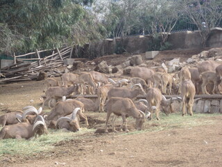 Obraz premium The beautiful nature and landscapes in the Atlas Mountains outside of Agadir in Morocco, Africa