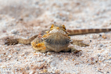 Bearded dragon in the sand 