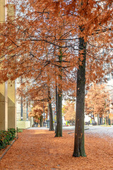 View of walking street in Charlotte,North Carolina ,USA. Fall season