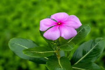 Madagascar Periwinkle or Vinca rosea or Cayenne Jasmine or Ludwigia adscendens , Pink flower blooming in garden.