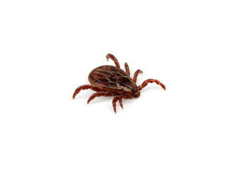 Tick isolated on white